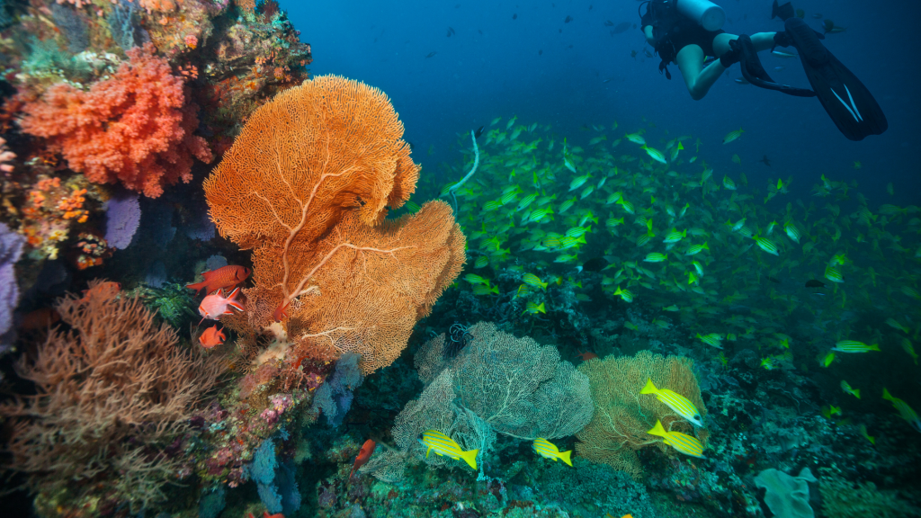 Ways to make scuba diving easier